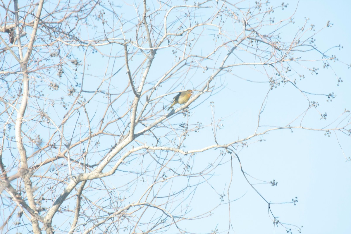 Красная пиранга - ML646738040