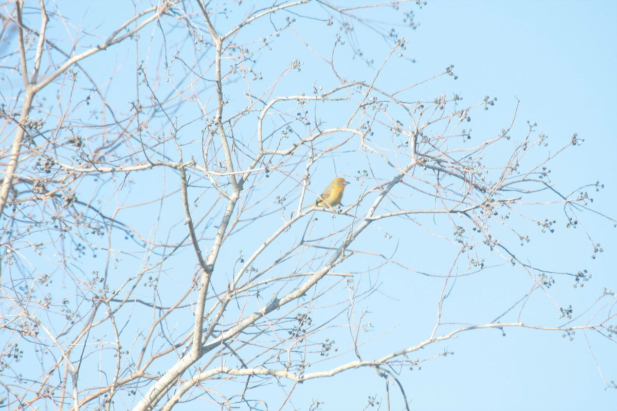 Красная пиранга - ML646738043