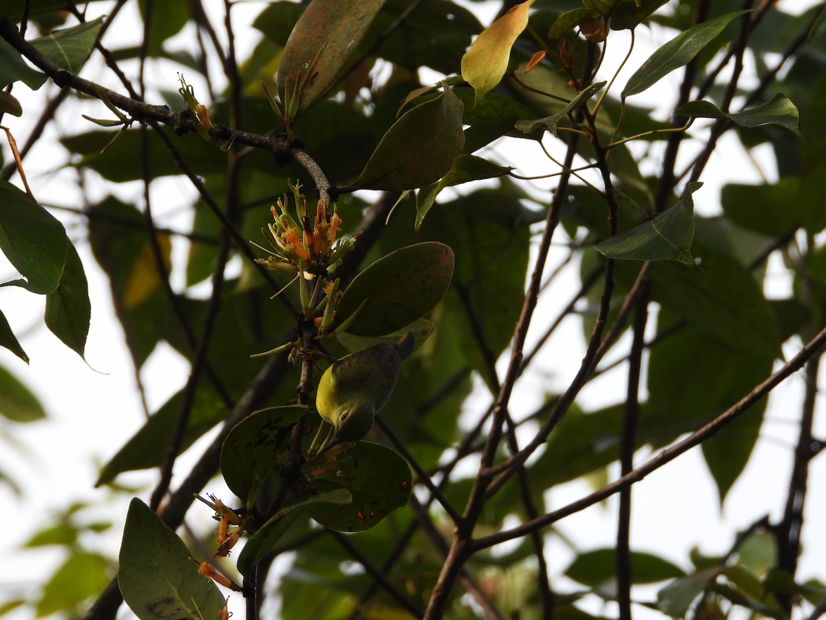 Саїманга жовточерева - ML646738049