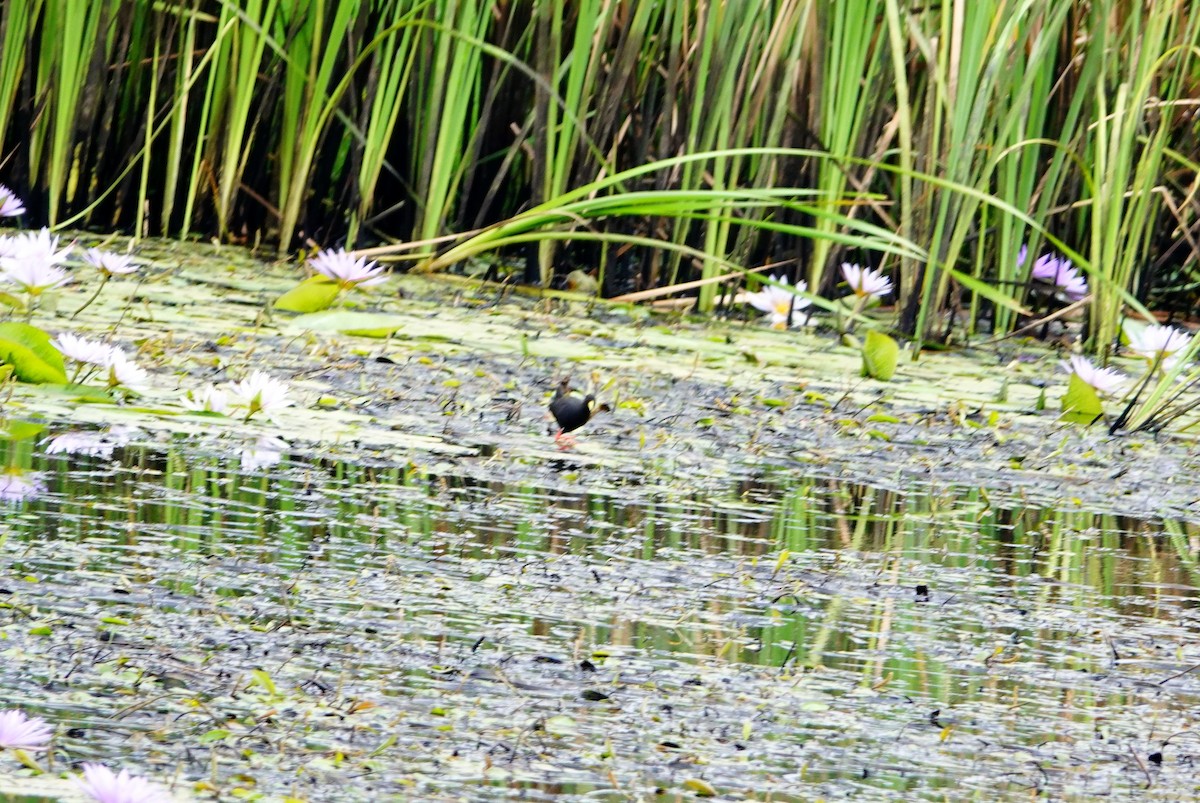 アフリカクロクイナ - ML646738052