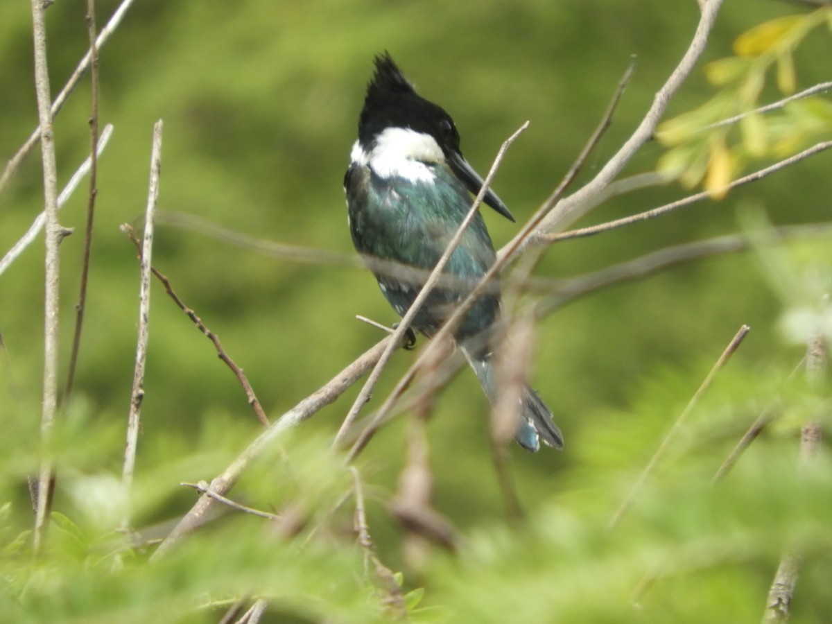 Martin-pêcheur d'Amazonie - ML646738053