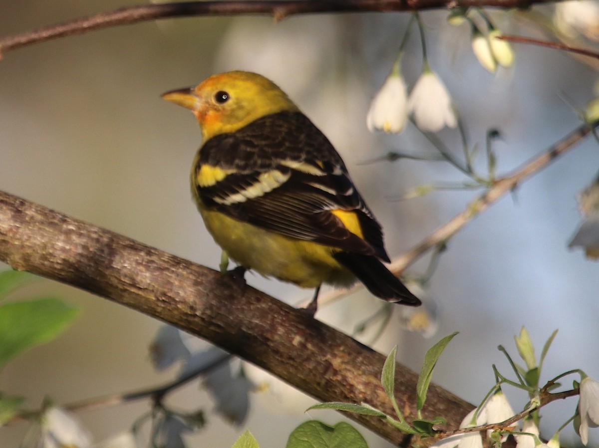 Желтоплечая пиранга - ML646738056