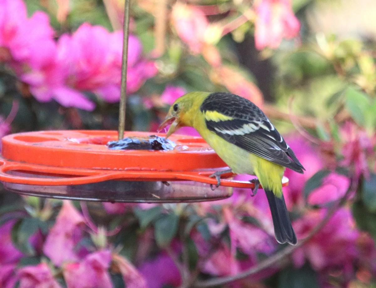 Желтоплечая пиранга - ML646738057