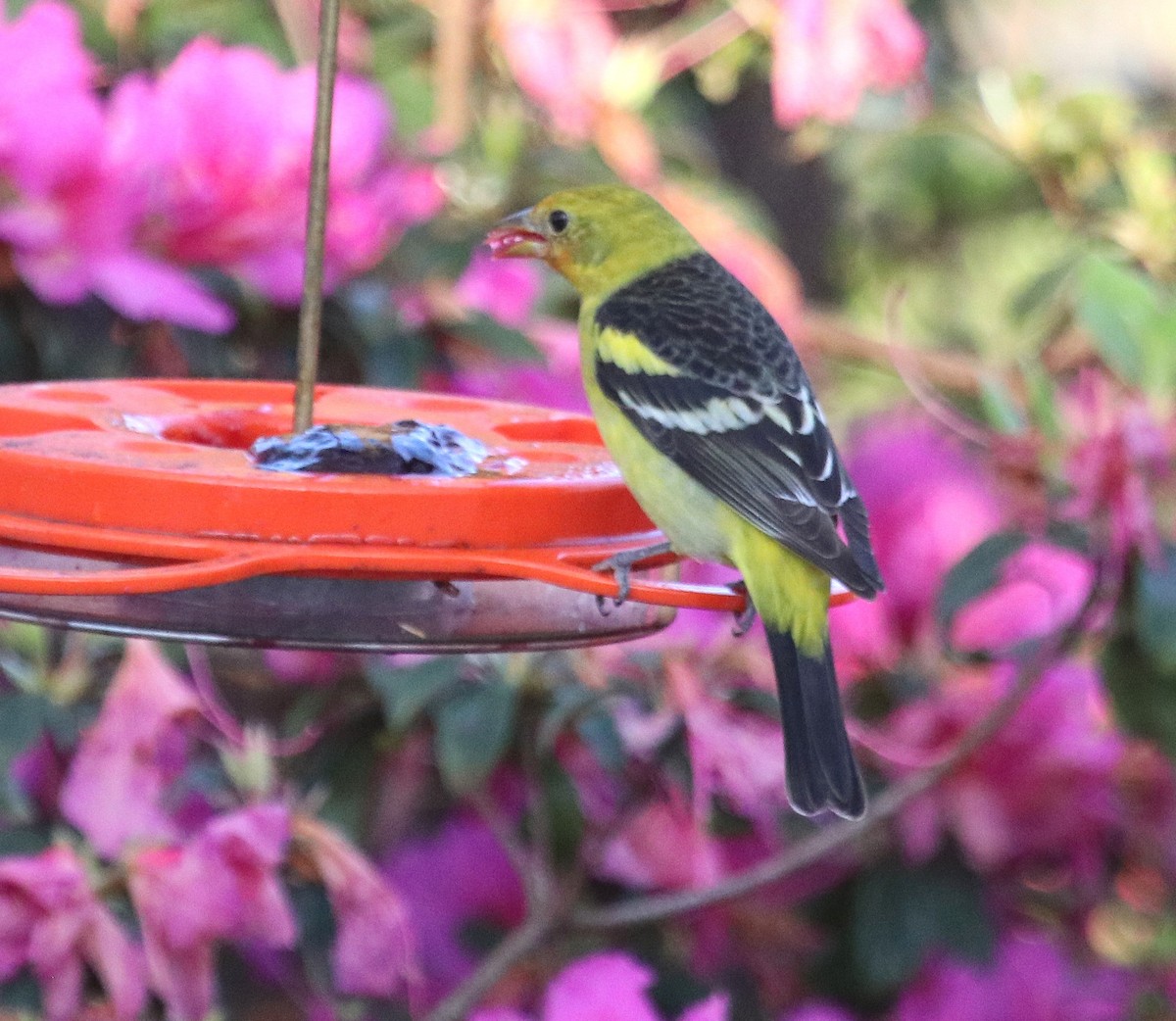 Желтоплечая пиранга - ML646738058