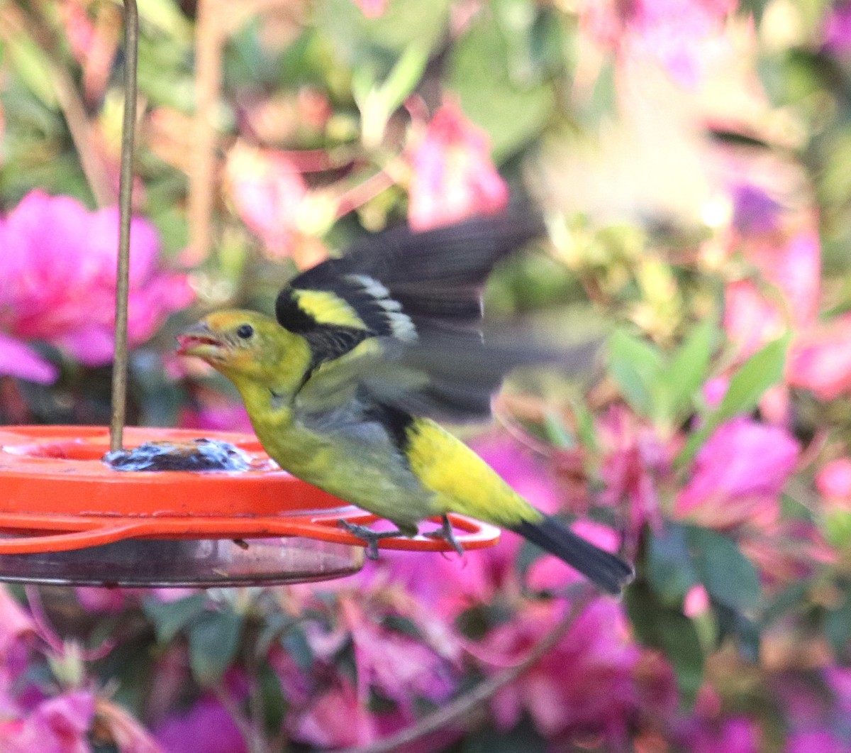 Желтоплечая пиранга - ML646738059