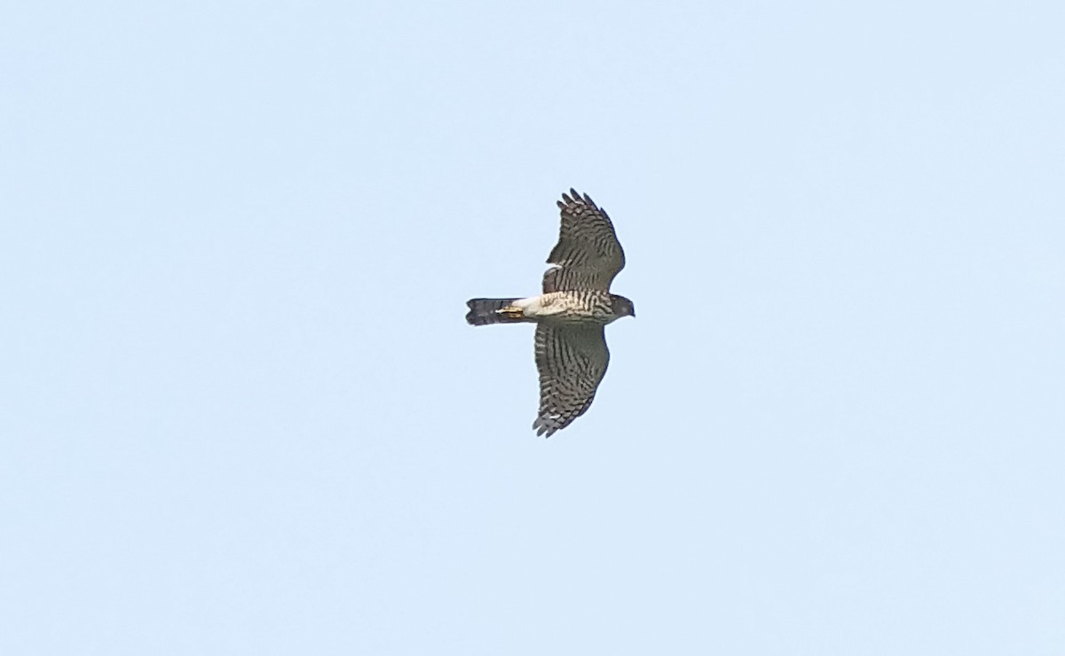 Малый перепелятник - ML646738060