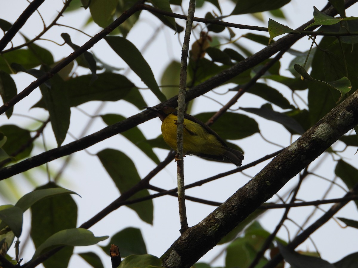 Саїманга жовточерева - ML646738062