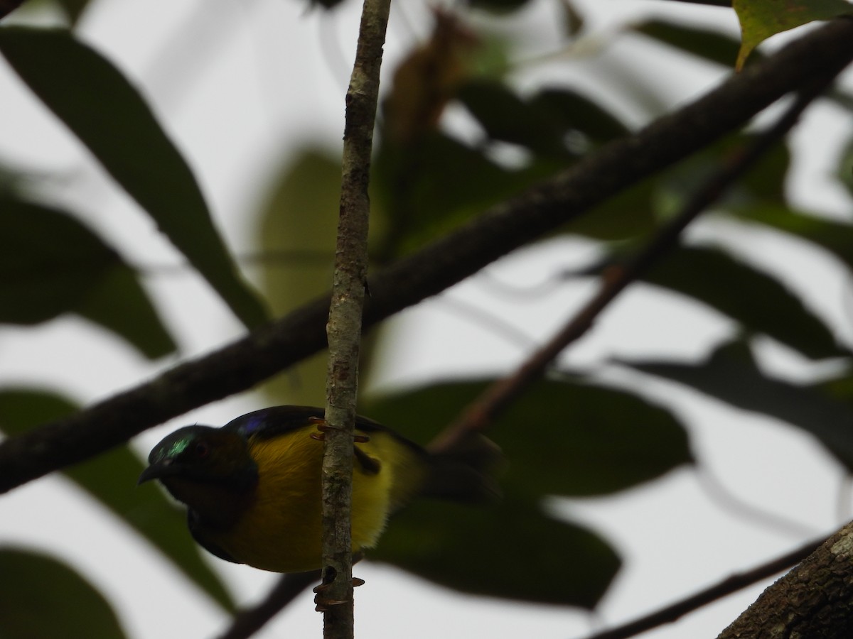 Саїманга жовточерева - ML646738063