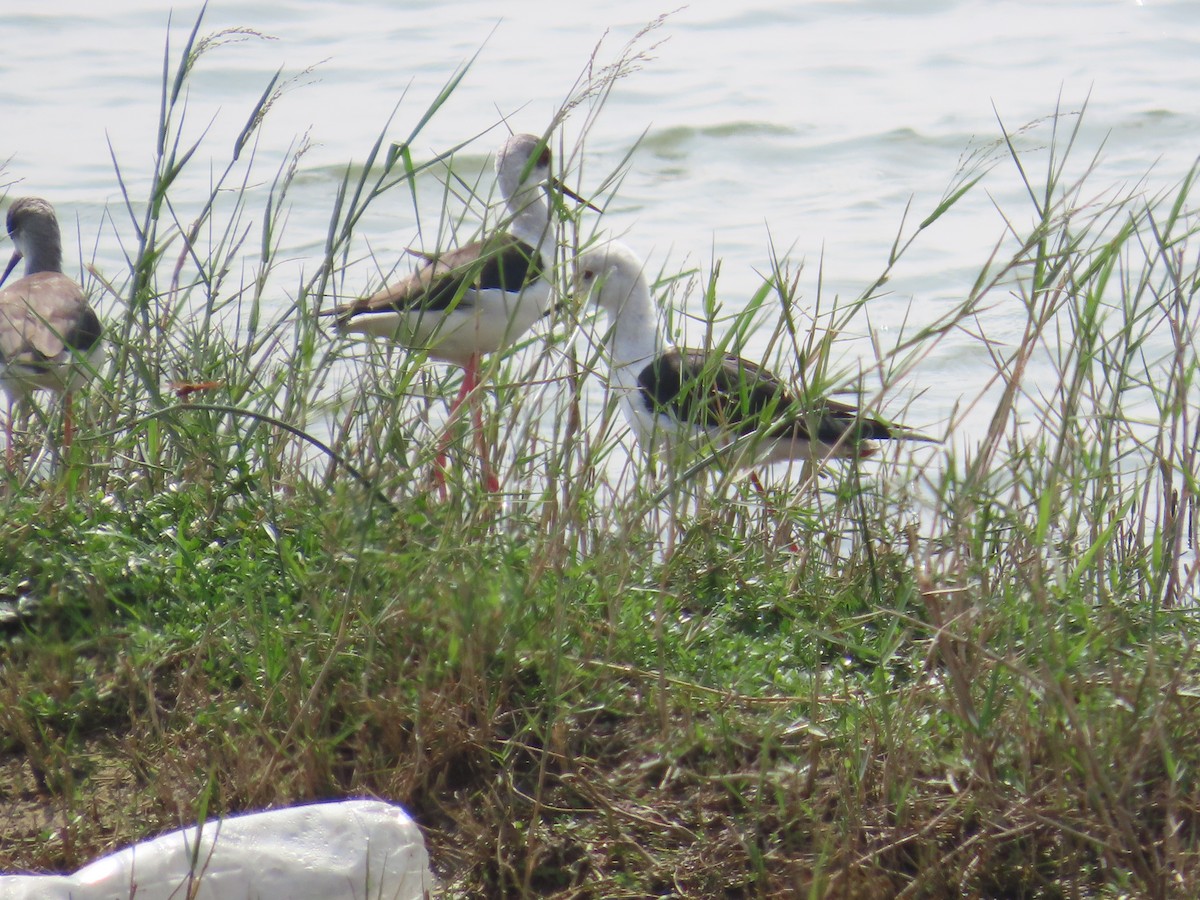 Zankaluze eurasiarra - ML646738064