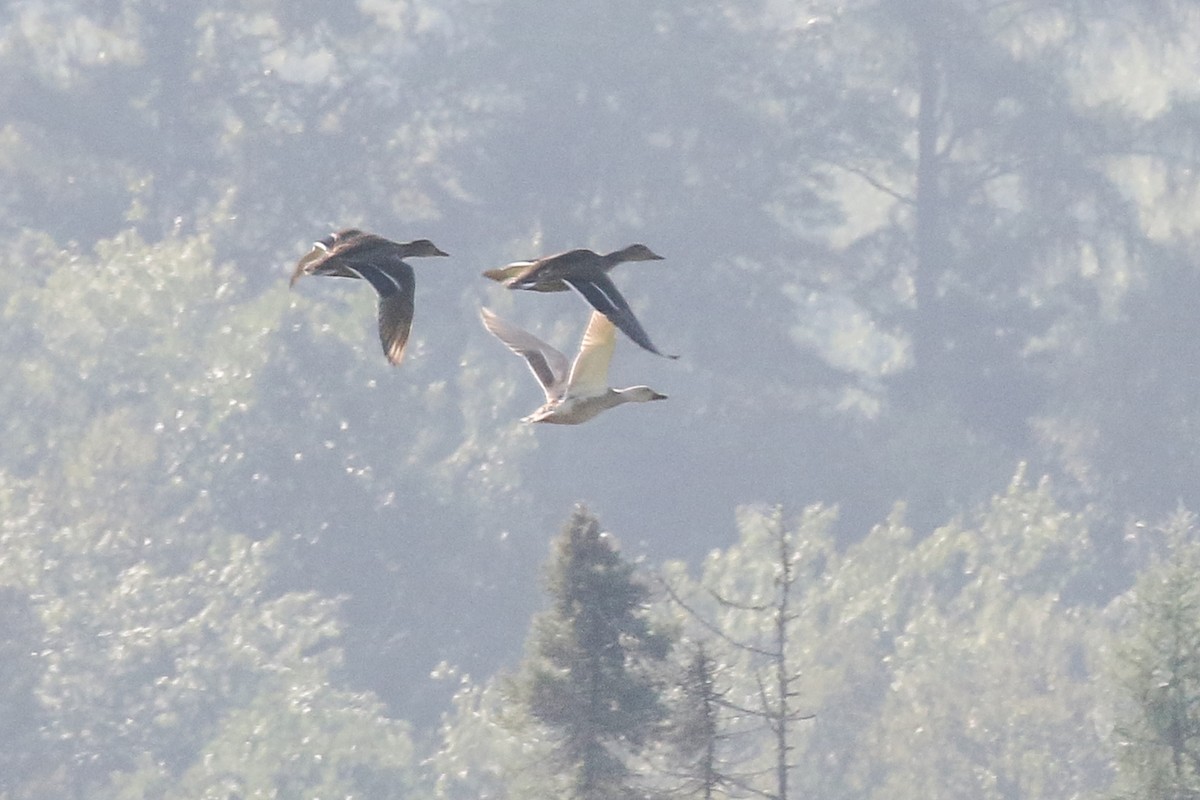 Mallard - ML646738065