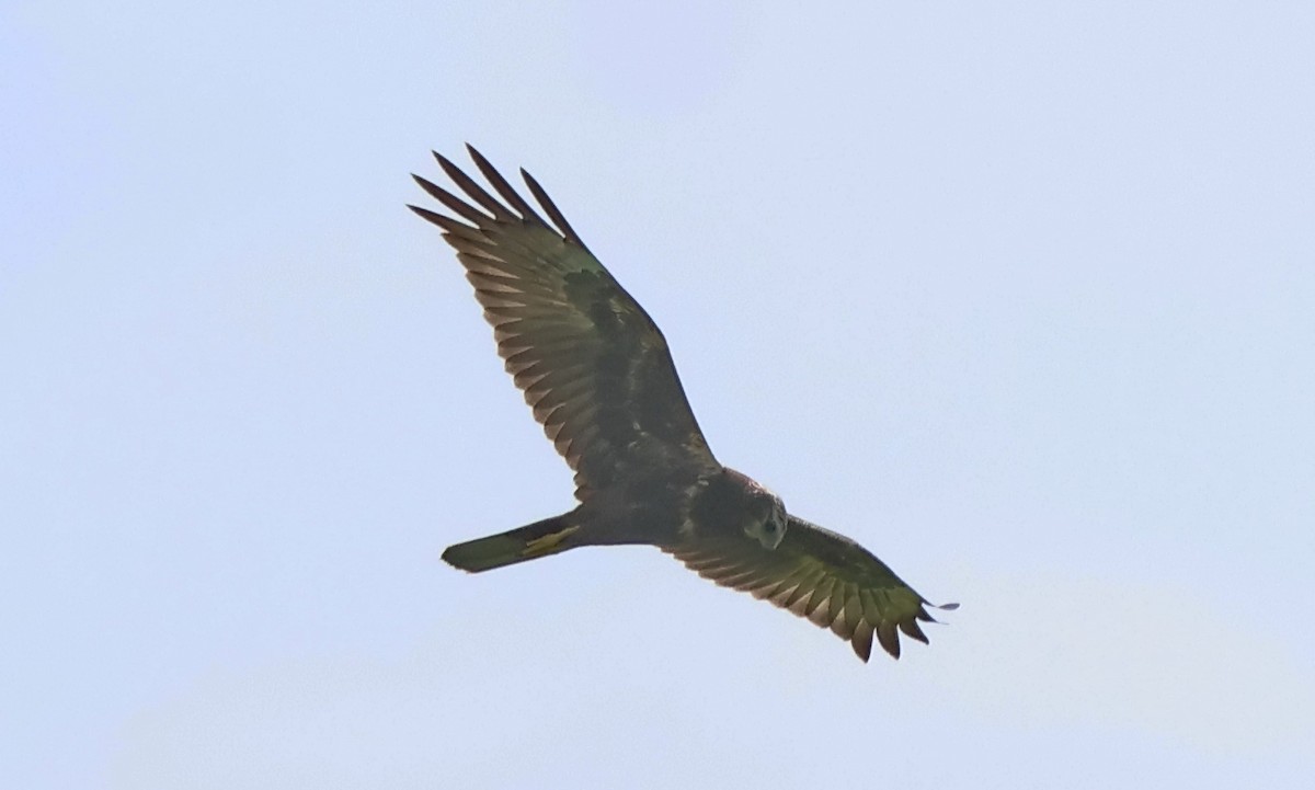 moták východní - ML646738071