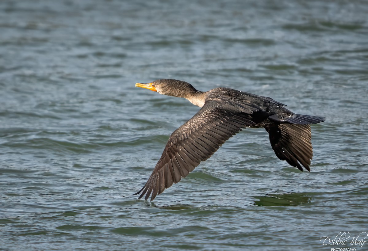 Double-crested Cormorant - ML646738072