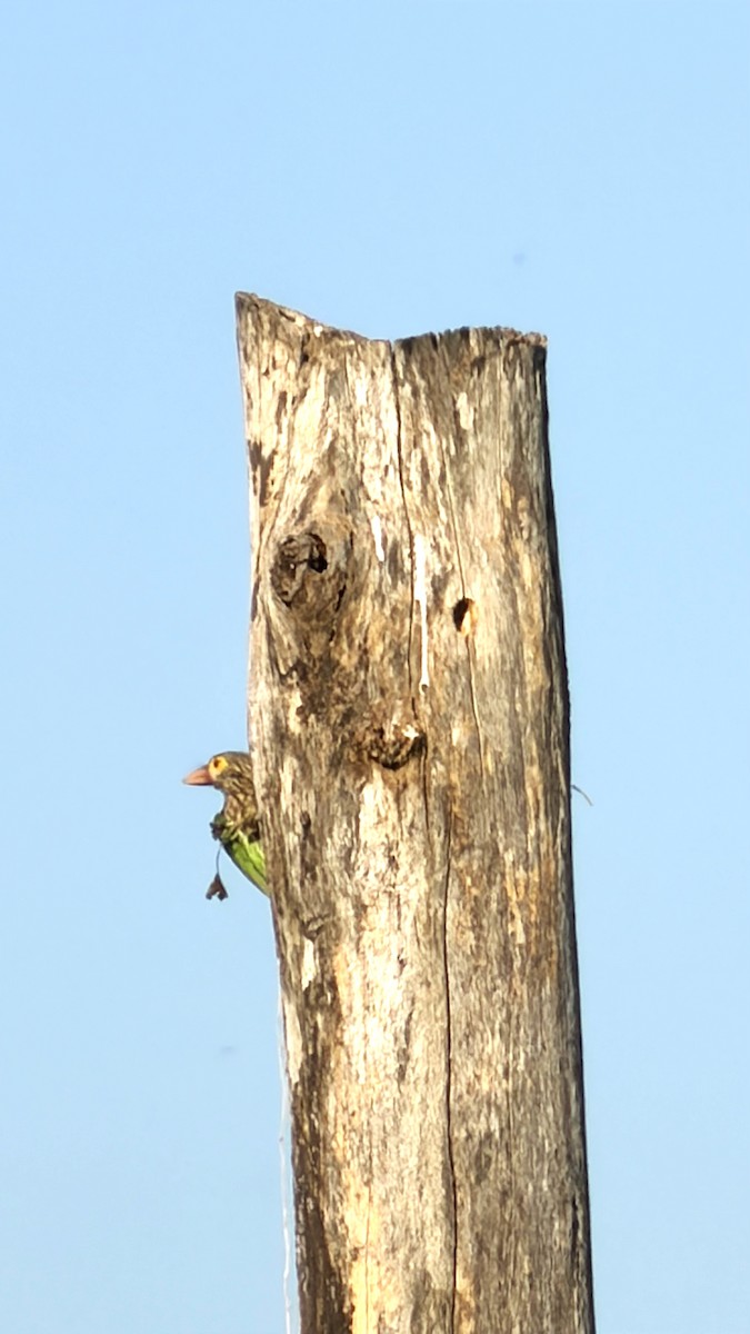 シロボシオオゴシキドリ - ML646738073