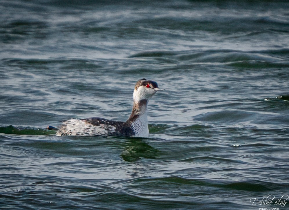 Ухаа шунгуур - ML646738075