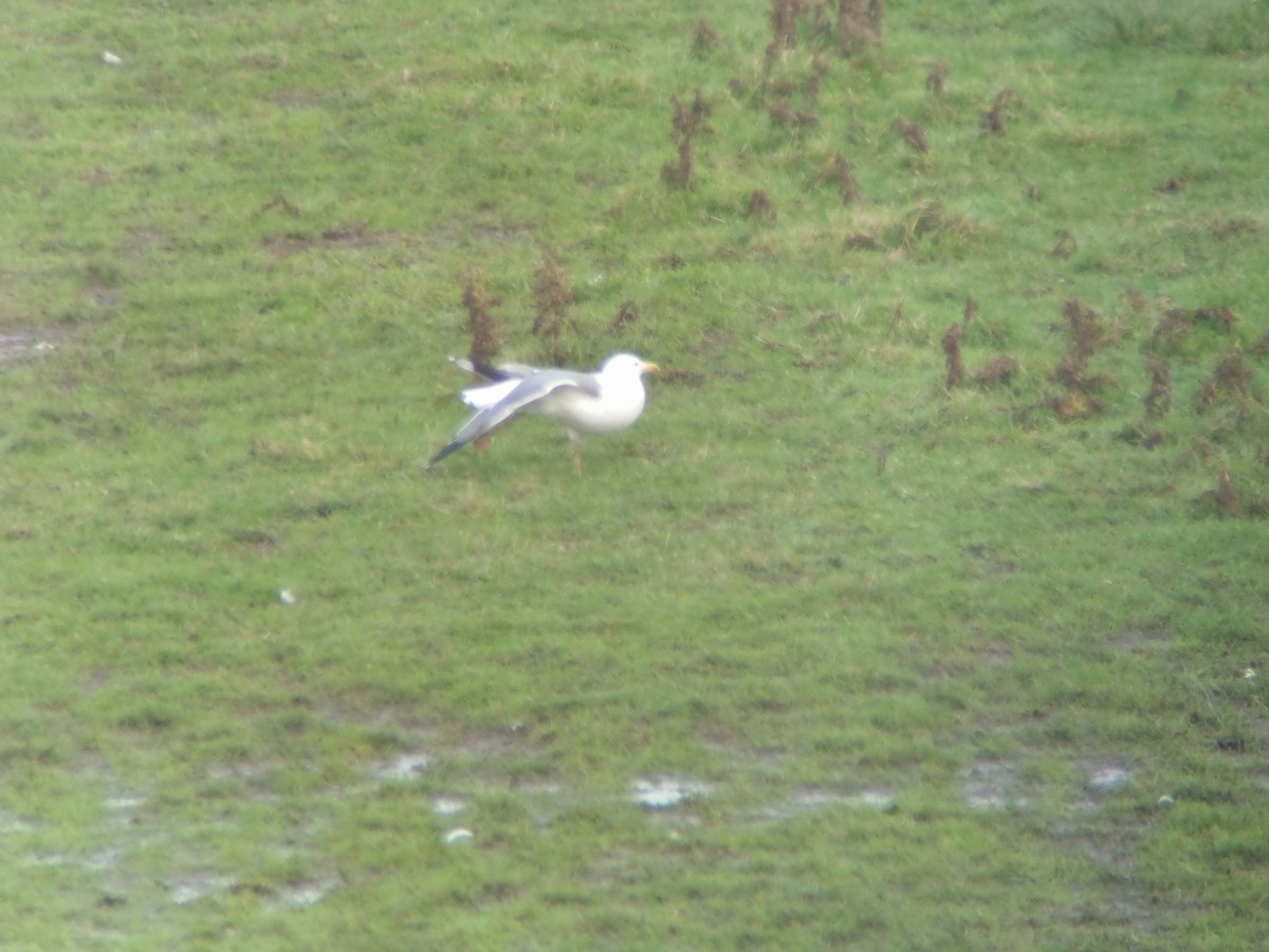 שחף בלתי-מזוהה (גדול) - ML646738076