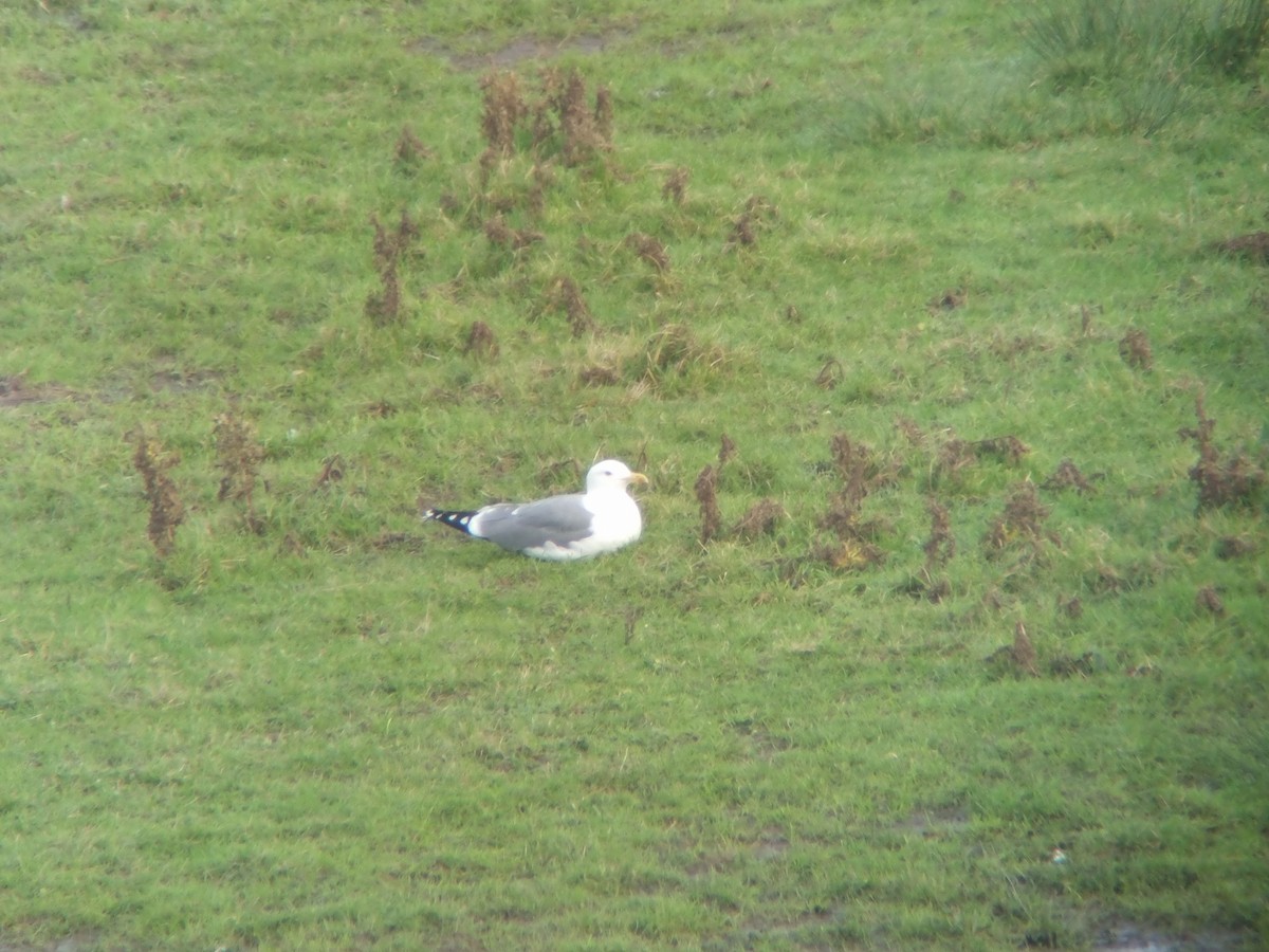 שחף בלתי-מזוהה (גדול) - ML646738077