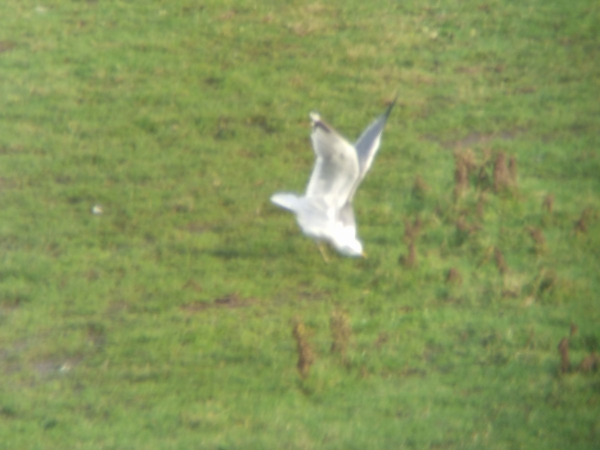 שחף בלתי-מזוהה (גדול) - ML646738078