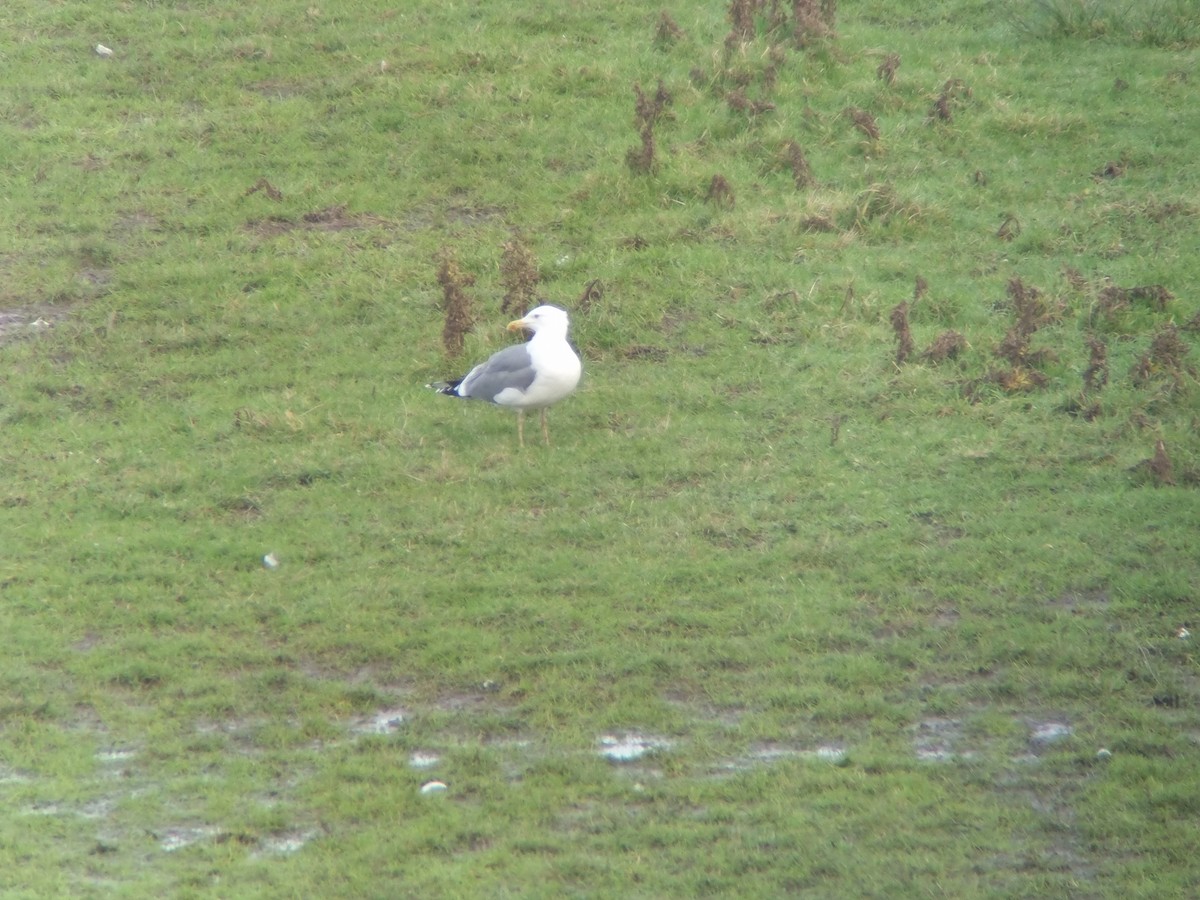 שחף בלתי-מזוהה (גדול) - ML646738079