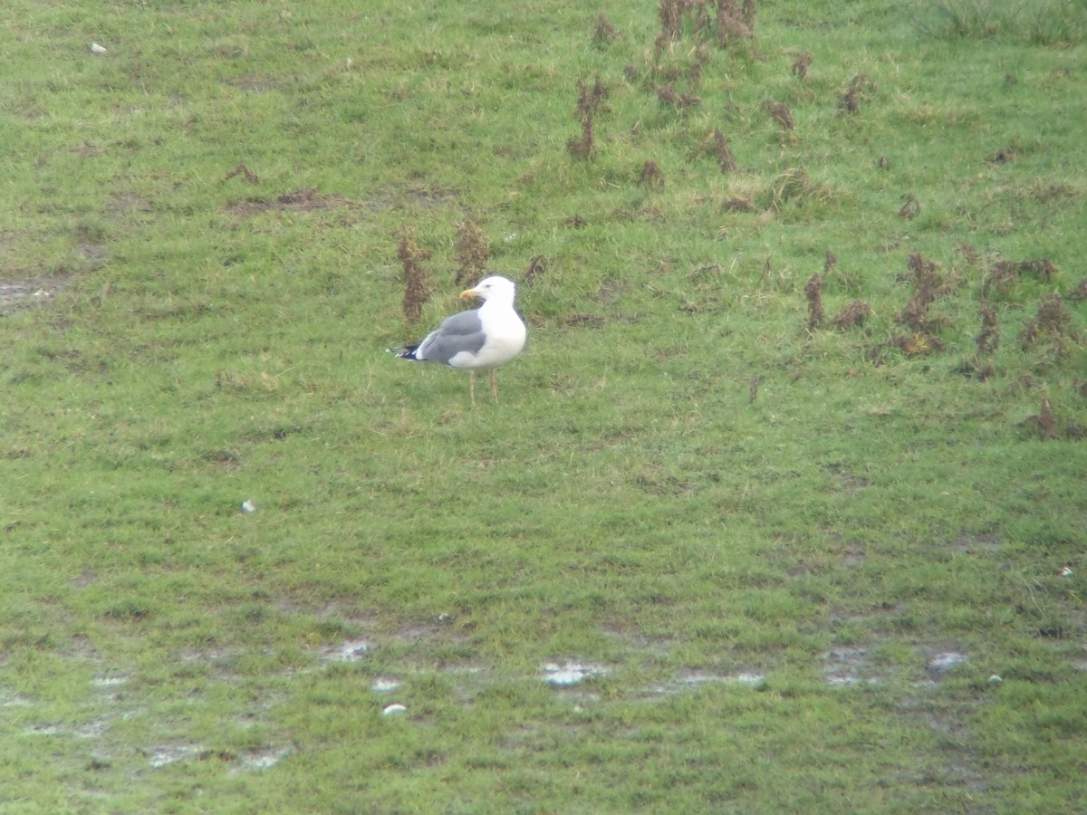 שחף בלתי-מזוהה (גדול) - ML646738081