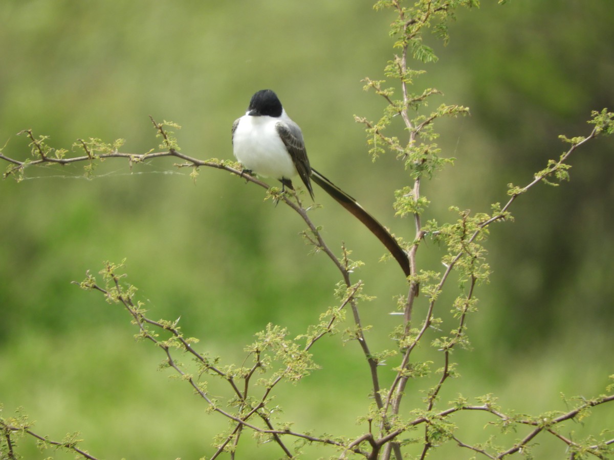 Tyran des savanes - ML646738086