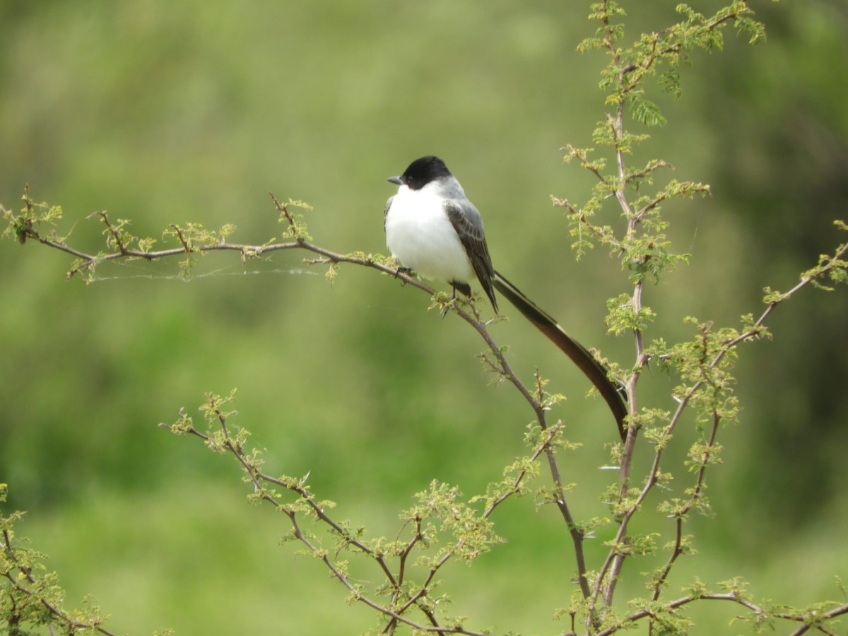 Tyran des savanes - ML646738087