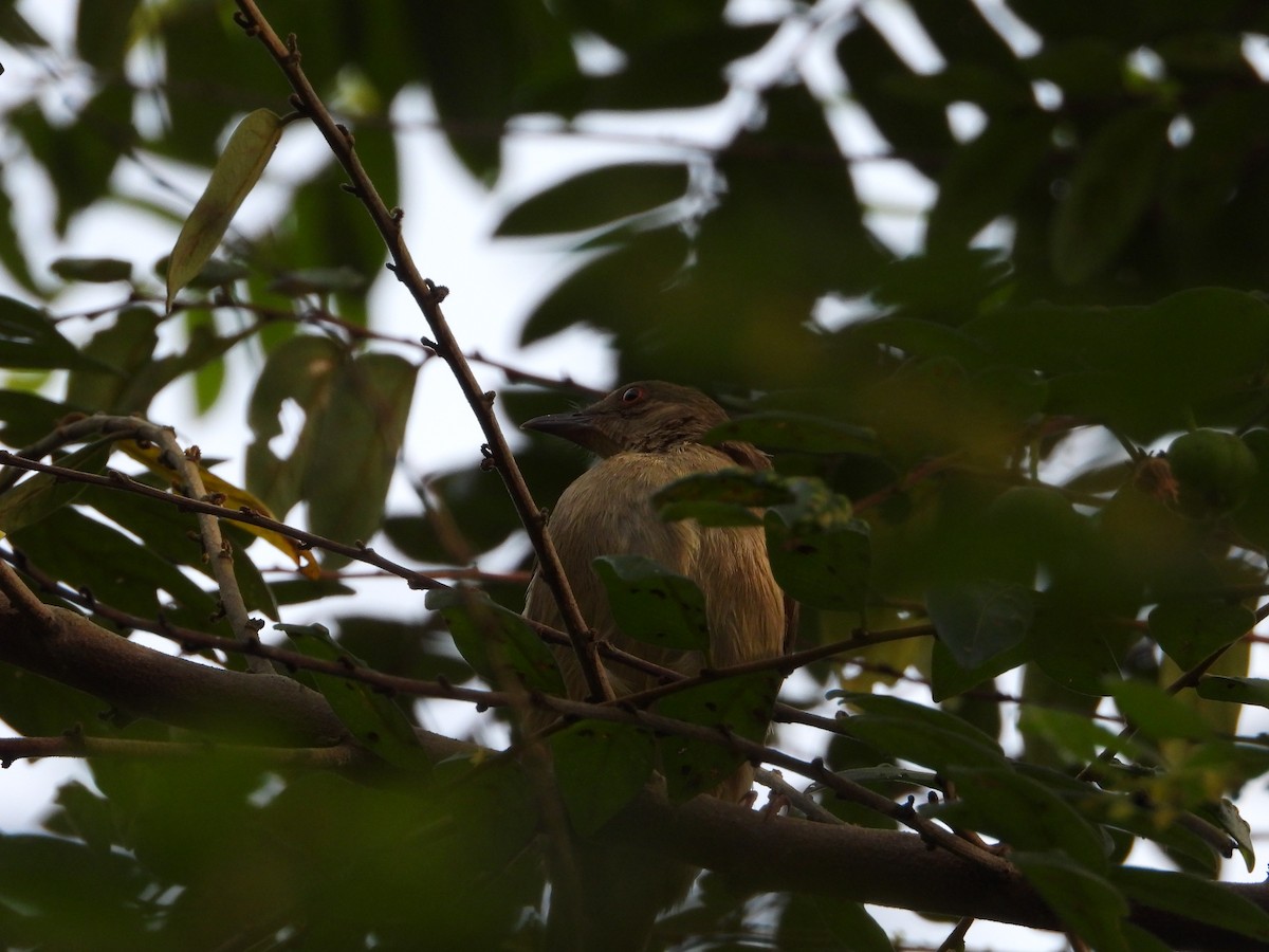 Бюльбюль бурий - ML646738092