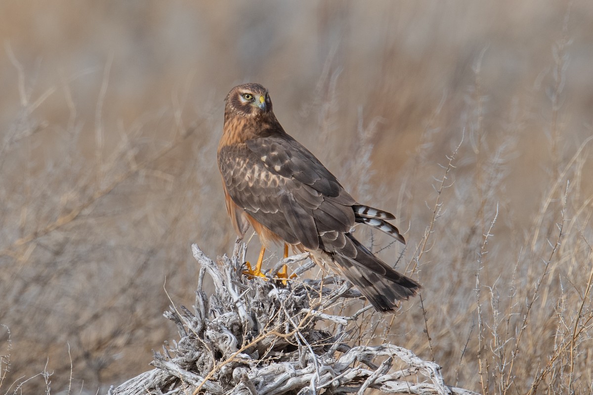 Northern Harrier - ML646738094