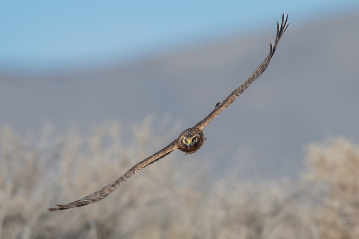 Northern Harrier - ML646738095