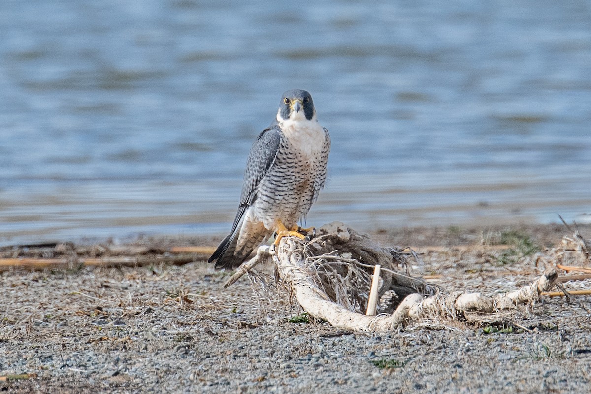 Peregrine Falcon - ML646738099