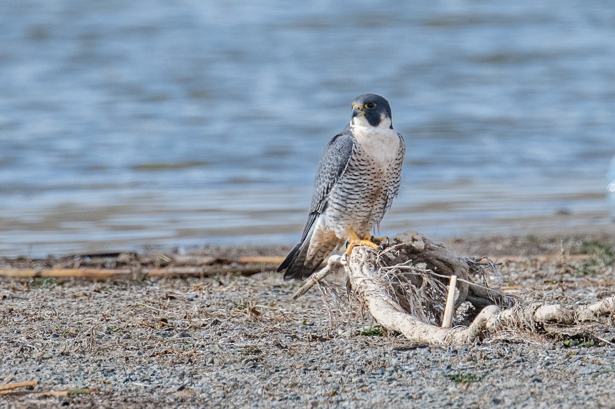 Peregrine Falcon - ML646738100
