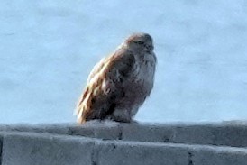 鵟屬 - ML646738101