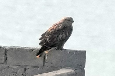 鵟屬 - ML646738102