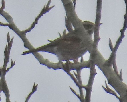 Rotdrossel - ML646738103