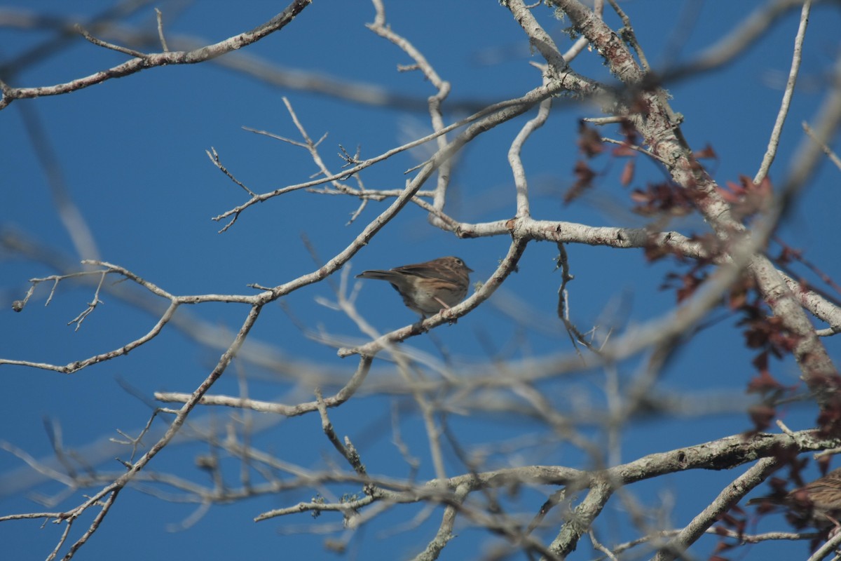 Вечерняя овсянка - ML646738104