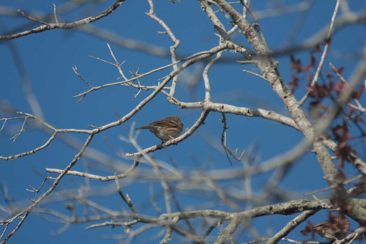 Вечерняя овсянка - ML646738105