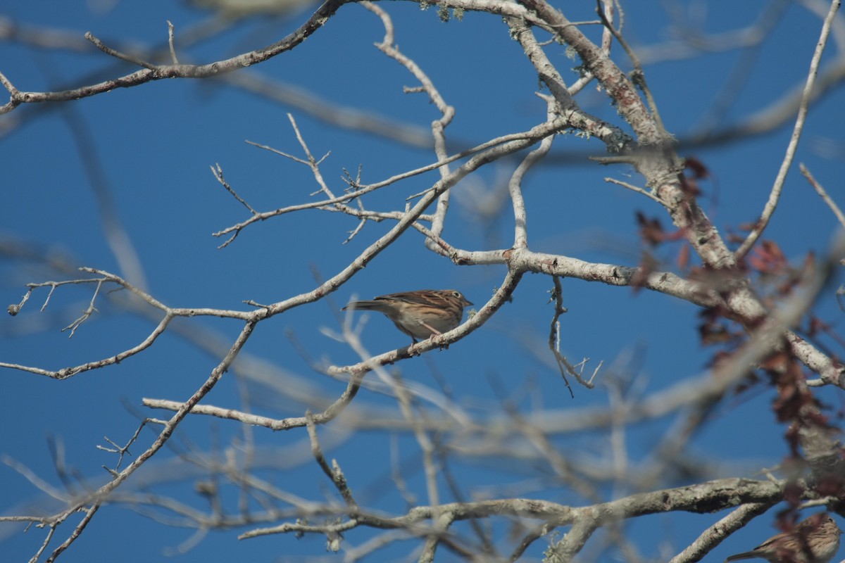 Вечерняя овсянка - ML646738106