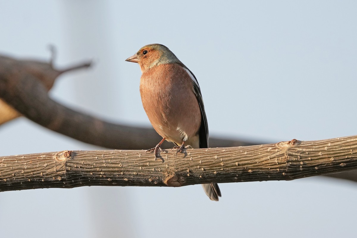 Common Chaffinch - ML646738107