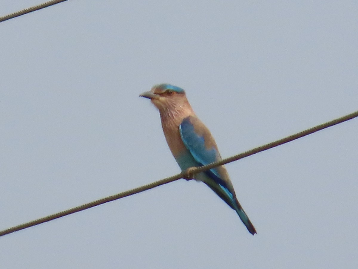 Bengalenracke - ML646738108