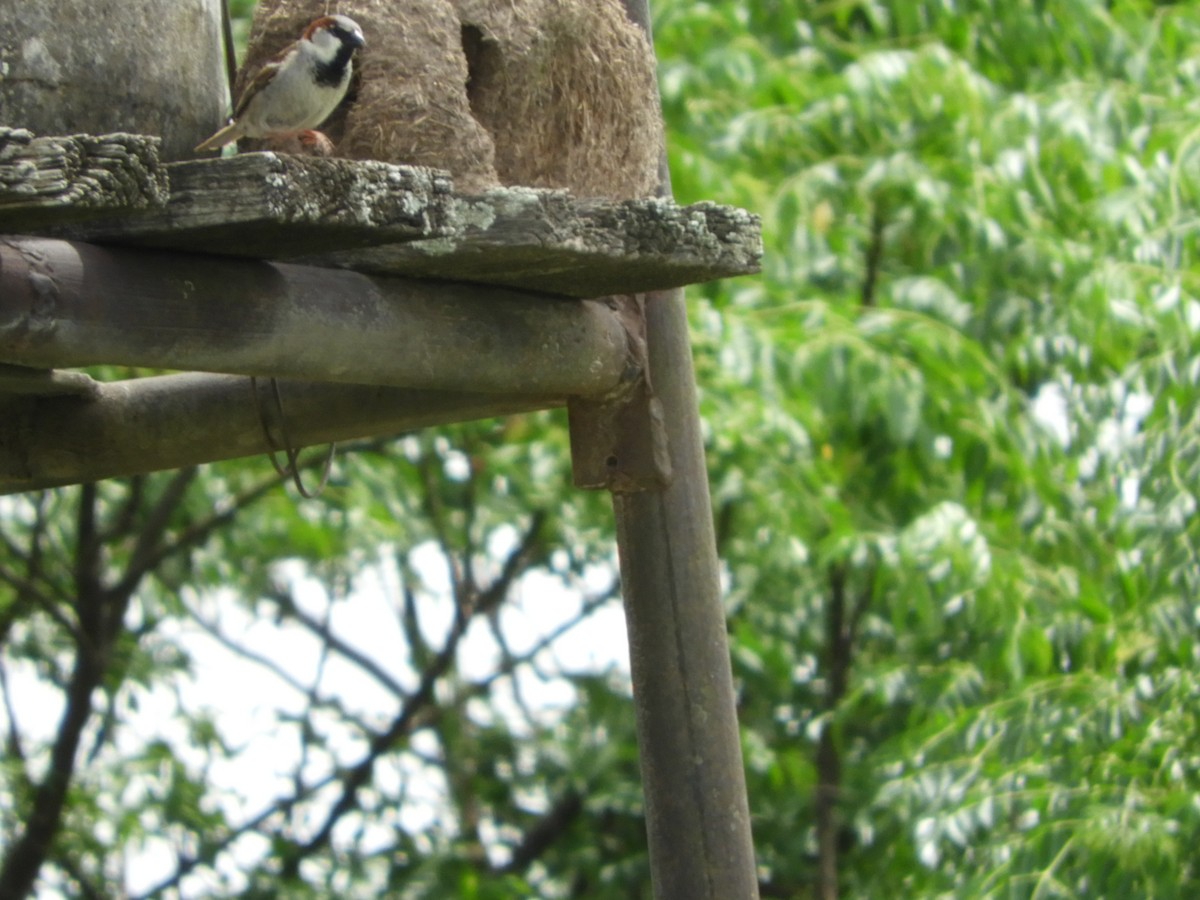 Moineau domestique - ML646738109