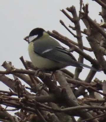 Kohlmeise - ML646738110