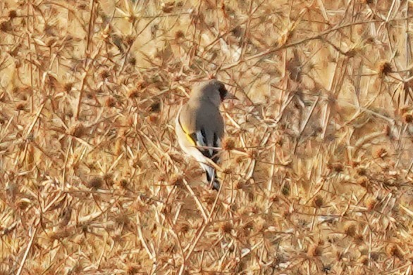 Gray-crowned Goldfinch - ML646738111