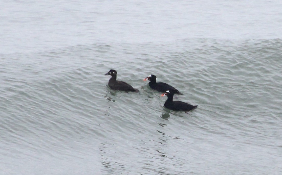 Brillenente - ML646738116