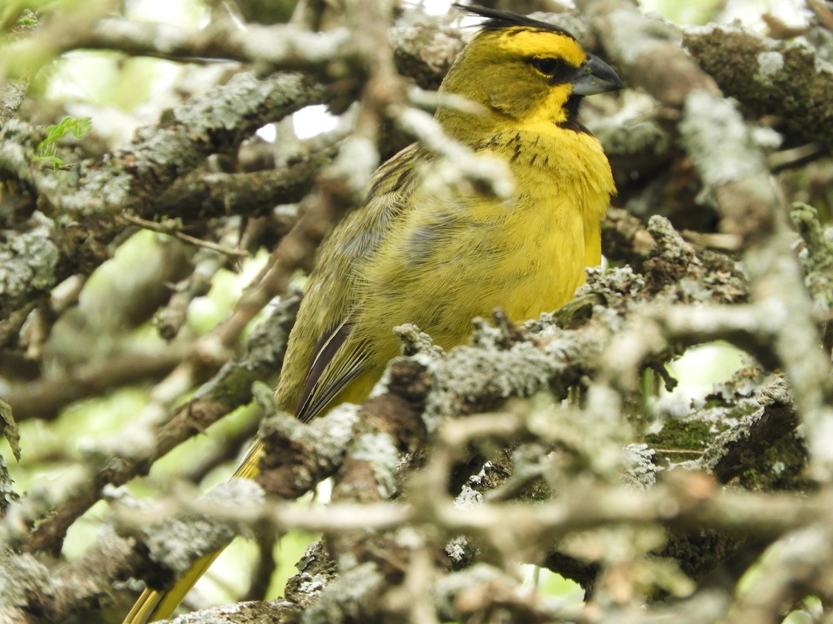 Yellow Cardinal - ML646738117