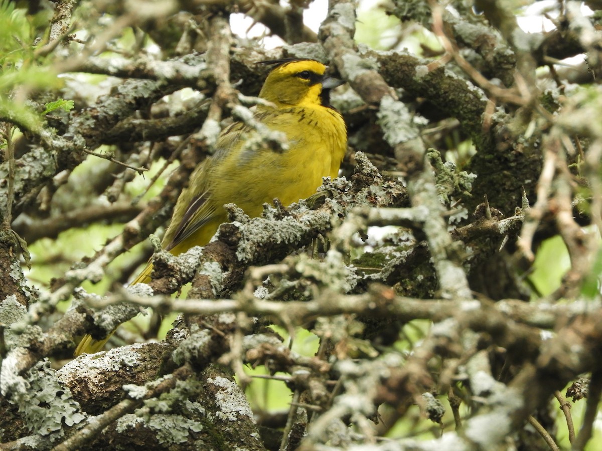 Yellow Cardinal - ML646738118