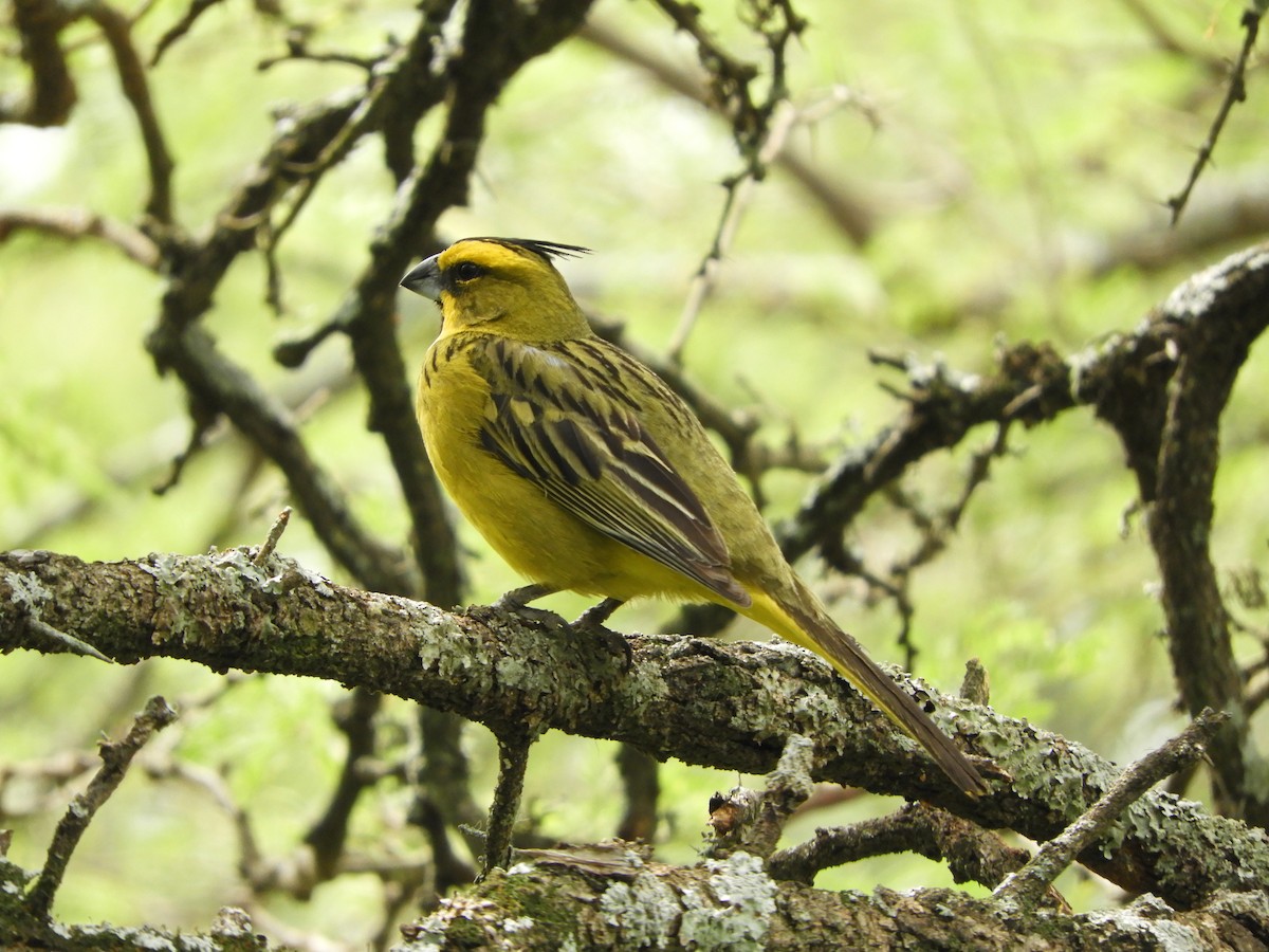 Yellow Cardinal - ML646738119