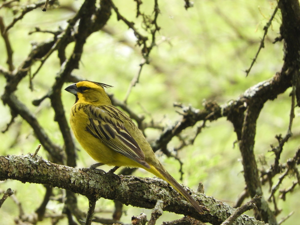Yellow Cardinal - ML646738120