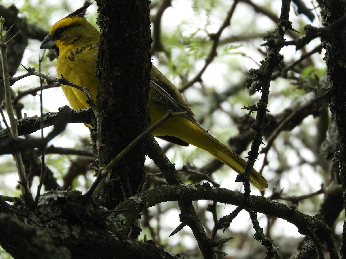 Yellow Cardinal - ML646738121