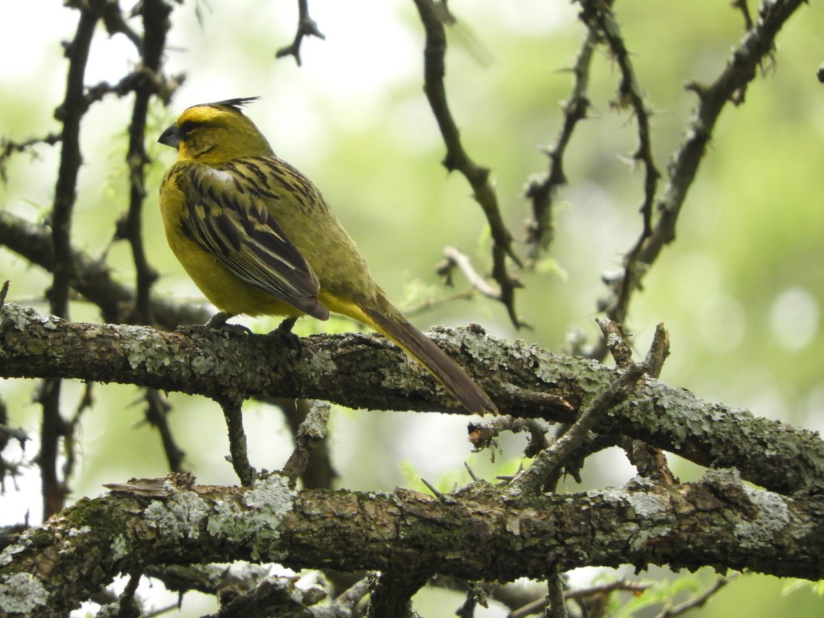 Yellow Cardinal - ML646738122
