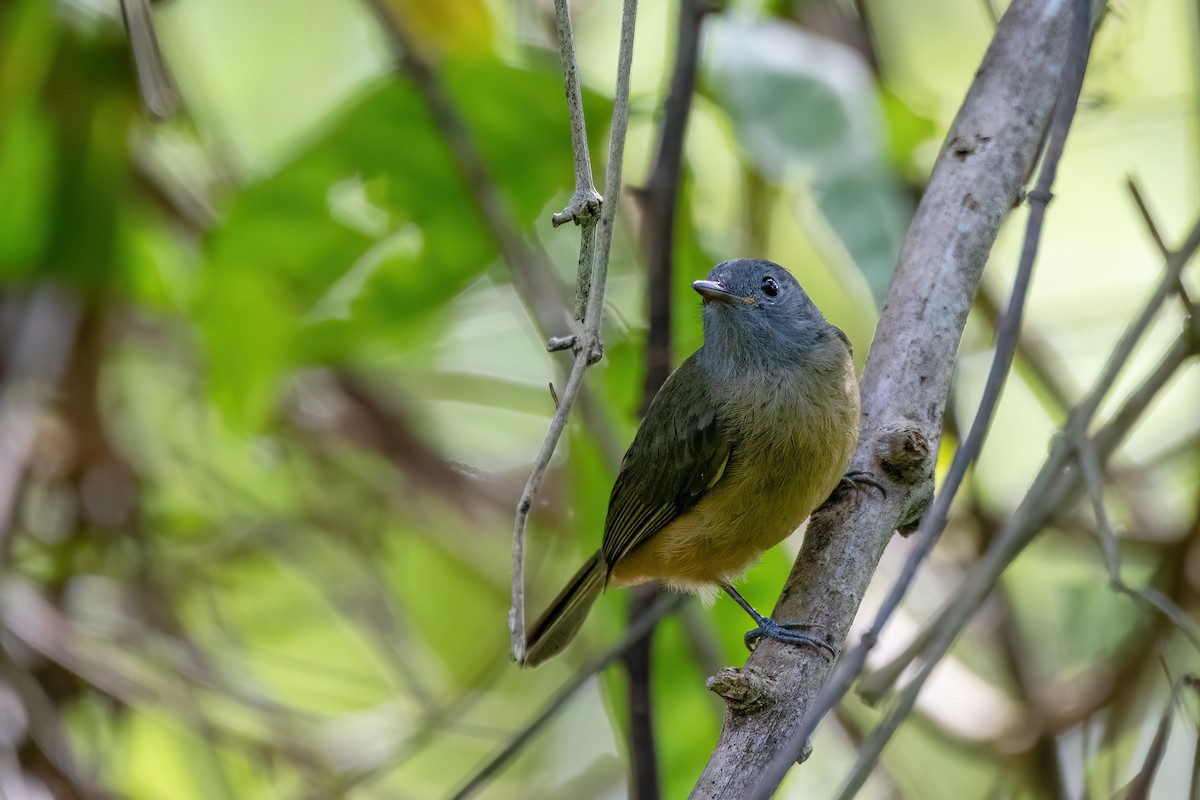 Graukopf-Pipratyrann - ML646738123