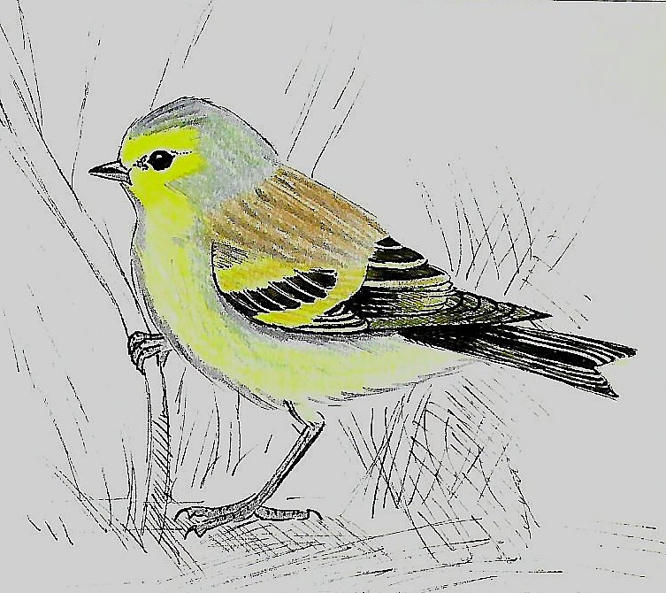 Korsenzeisig - ML646738124